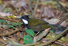 Eastern Whipbird